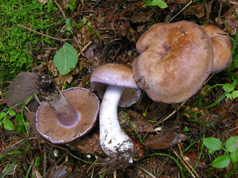 Finalmente il risveglio del bosco.